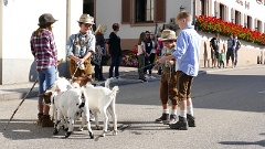 2016-09 Simonswald Almabtrieb (6)